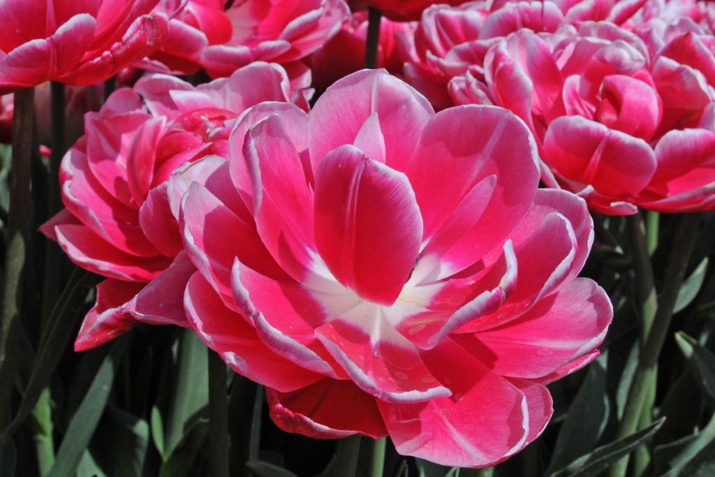 Hearts Desire Tulip Seeds